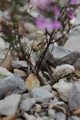 Iberis linifolia violletii