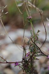 Iberis linifolia violletii