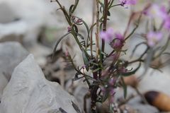 Iberis linifolia violletii