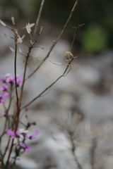 Iberis linifolia violletii