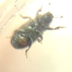 Hylastini