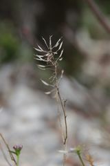 Iberis linifolia violletii