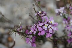 Iberis linifolia violletii
