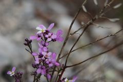 Iberis linifolia violletii