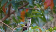 Chalybura buffonii