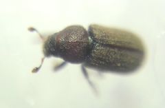 Hylastini