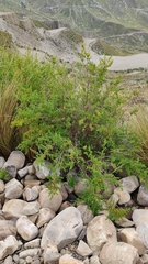 Minthostachys mollis