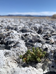 Nitrophila mohavensis
