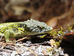 Abronia oaxacae