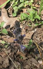 Phelipanche nana