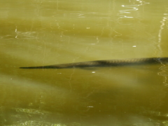 Lepisosteus