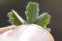 Potentilla pusilla