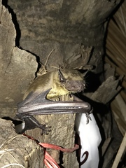 Scotophilus kuhlii