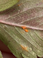 Phragmidium potentillae