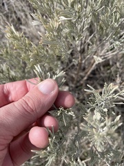 Artemisia tripartita