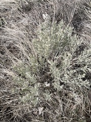 Artemisia tripartita