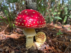 Amanita muscaria