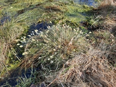 Eriophorum vaginatum