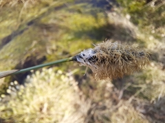 Eriophorum vaginatum