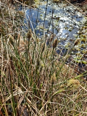 Eriophorum vaginatum