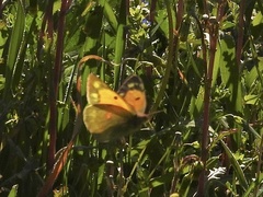 Colias aurorina