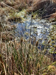 Eriophorum vaginatum