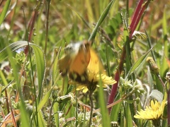 Colias aurorina