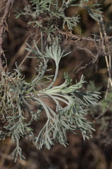 Artemisia alba