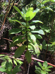 Coprosma ochracea