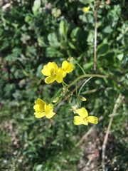 Bunias erucago