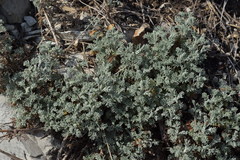 Artemisia alba