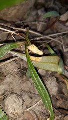 Puccinia mariae-wilsoniae