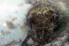 Sepia plangon