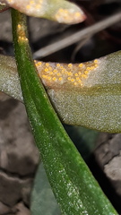 Puccinia mariae-wilsoniae