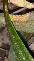 Puccinia mariae-wilsoniae