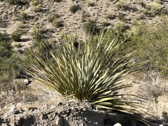 Nolina bigelovii