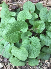 Alliaria petiolata