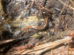 Desmognathus aeneus