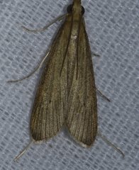 Donacaula roscidellus