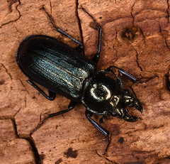 Platycerus caprea
