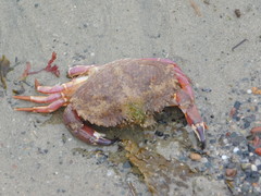 Metacarcinus anthonyi