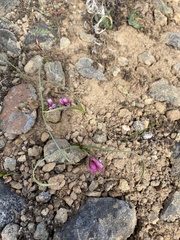 Allium scilloides