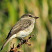South Coast African Dusky Flycatcher - Photo (c) Peter Vos, some rights reserved (CC BY-NC), uploaded by Peter Vos