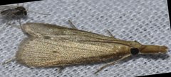 Donacaula roscidellus