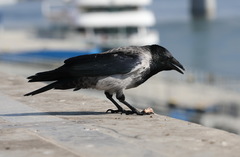 Corvus