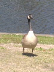 Branta canadensis