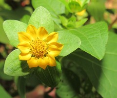 Smallanthus siegesbeckius