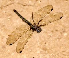 Notiothemis jonesi