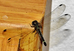 Notiothemis jonesi
