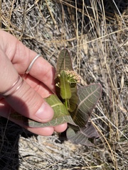 Asclepias humistrata image